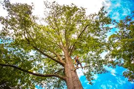 Best Commercial Tree Services  in USA